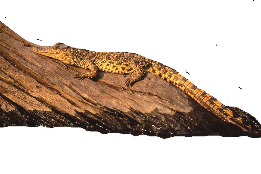 Мал. 4. Нільський крокодил