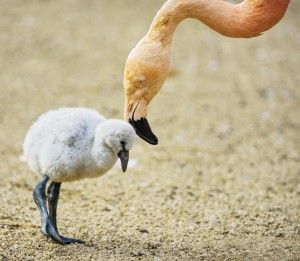 Baby bird of the American flamingo with its mother.
